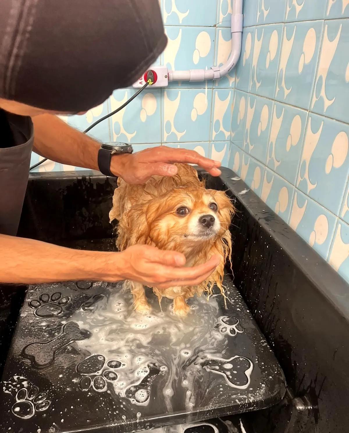 Tutor dando banho em cão no Pet Dojo