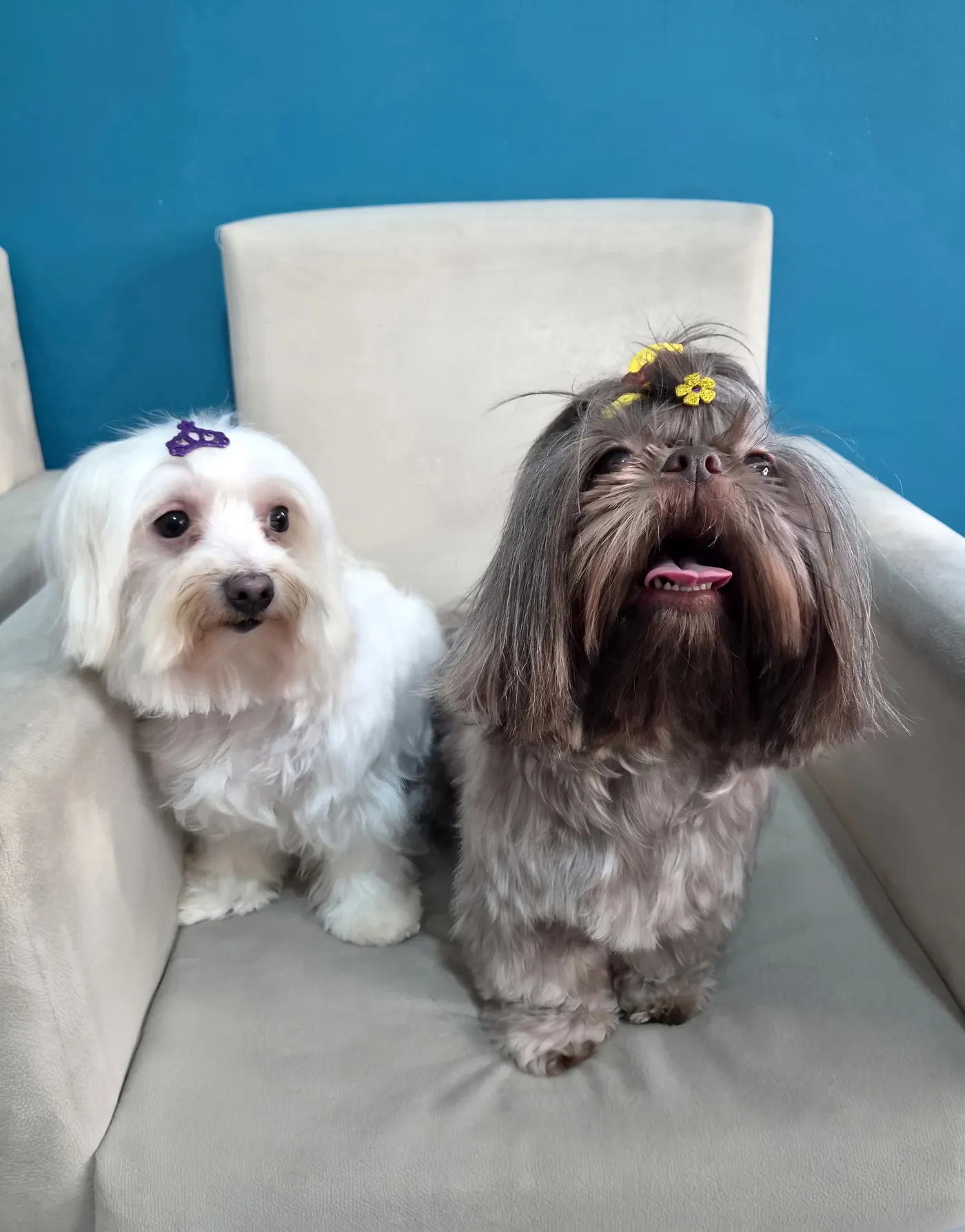 Dois cães tosados sentados lado a lado no Pet Dojo