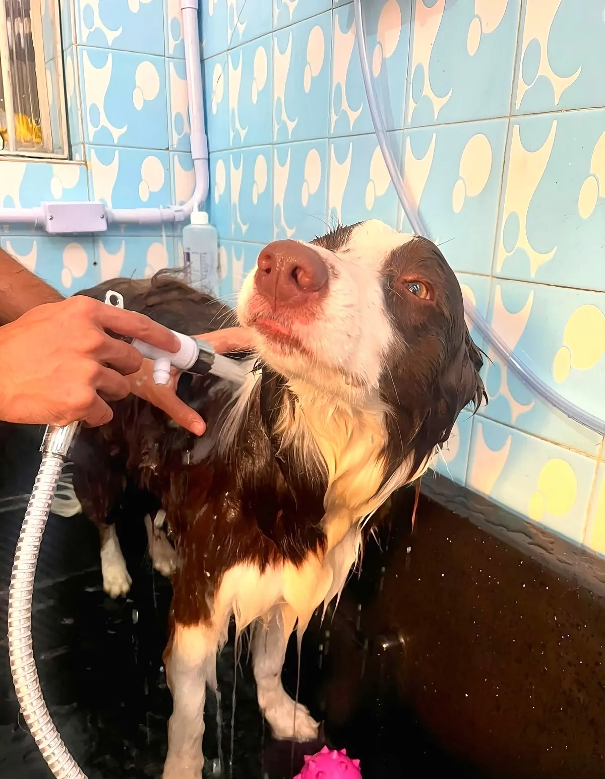 Cão de porte grande sendo enxaguado no Pet Dojo