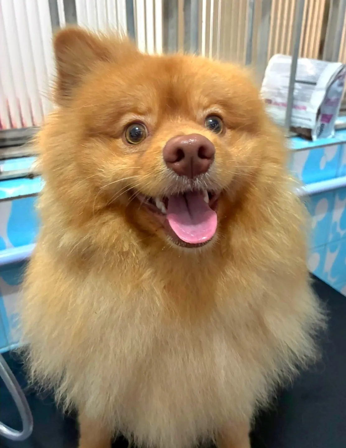 Spitz alemão sorrindo após o banho no Pet Dojo