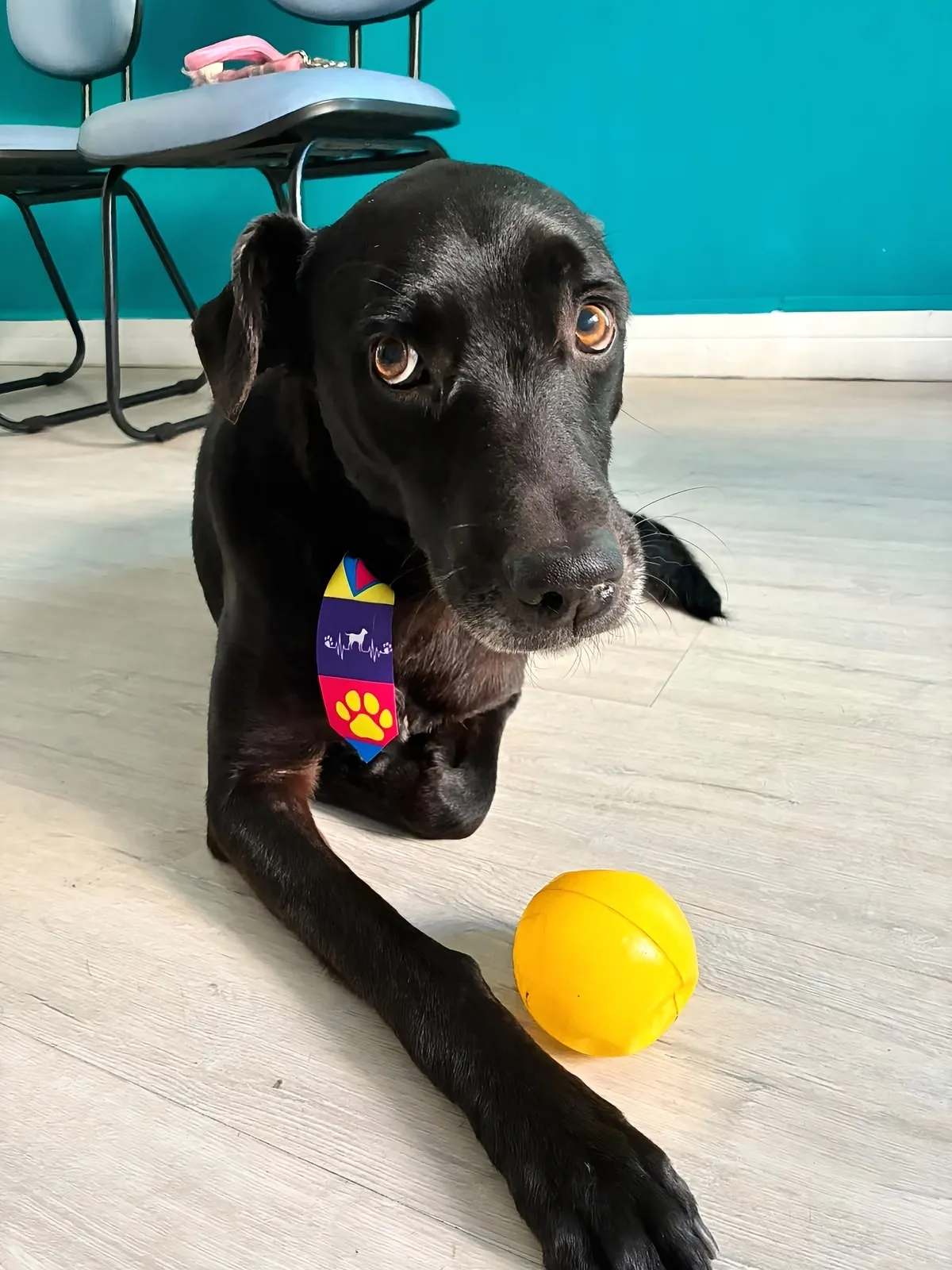 Cão já banhado esperando o tutor buscar no Pet Dojo