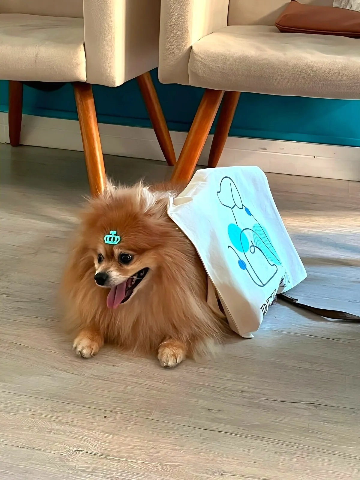 Pomerânia ao lado da sacola personalizada do Pet Dojo