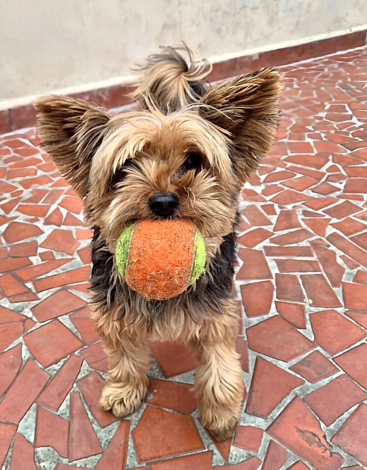 Cão da creche do Pet Dojo brincando com bolinha de tênis