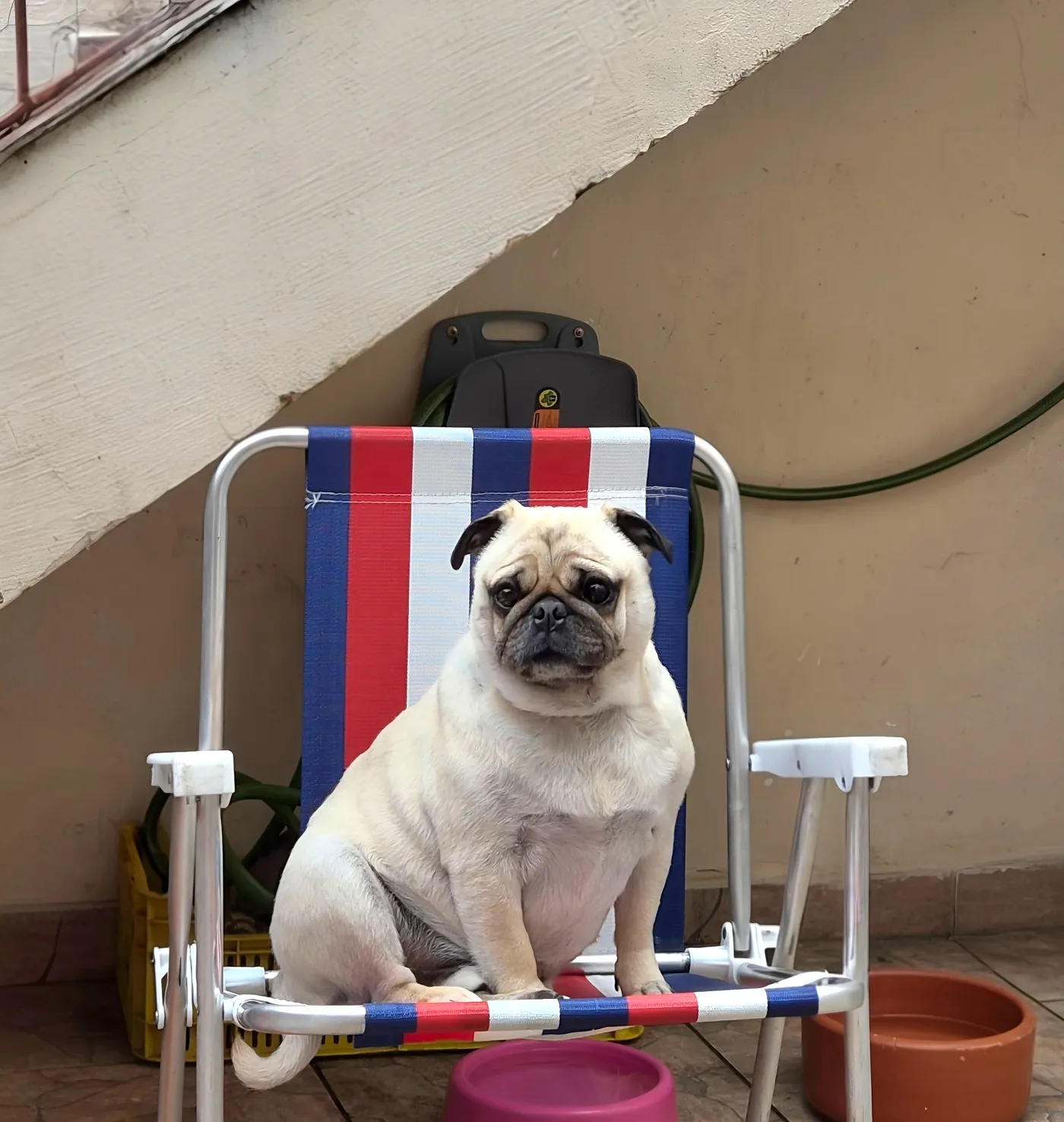 Pug relaxando após um dia na creche do Pet Dojo