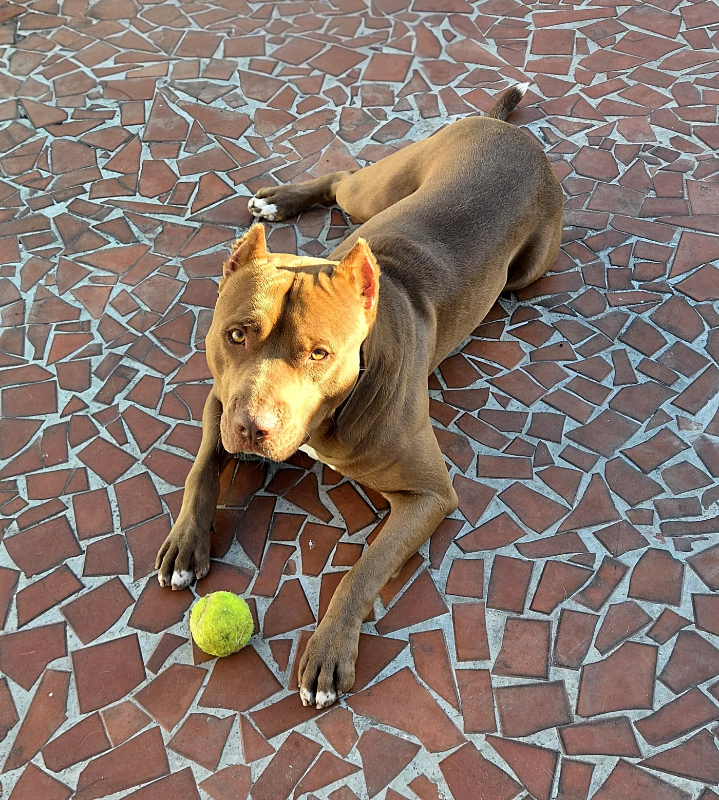 Cão de porte grande brincando na creche do Pet Dojo