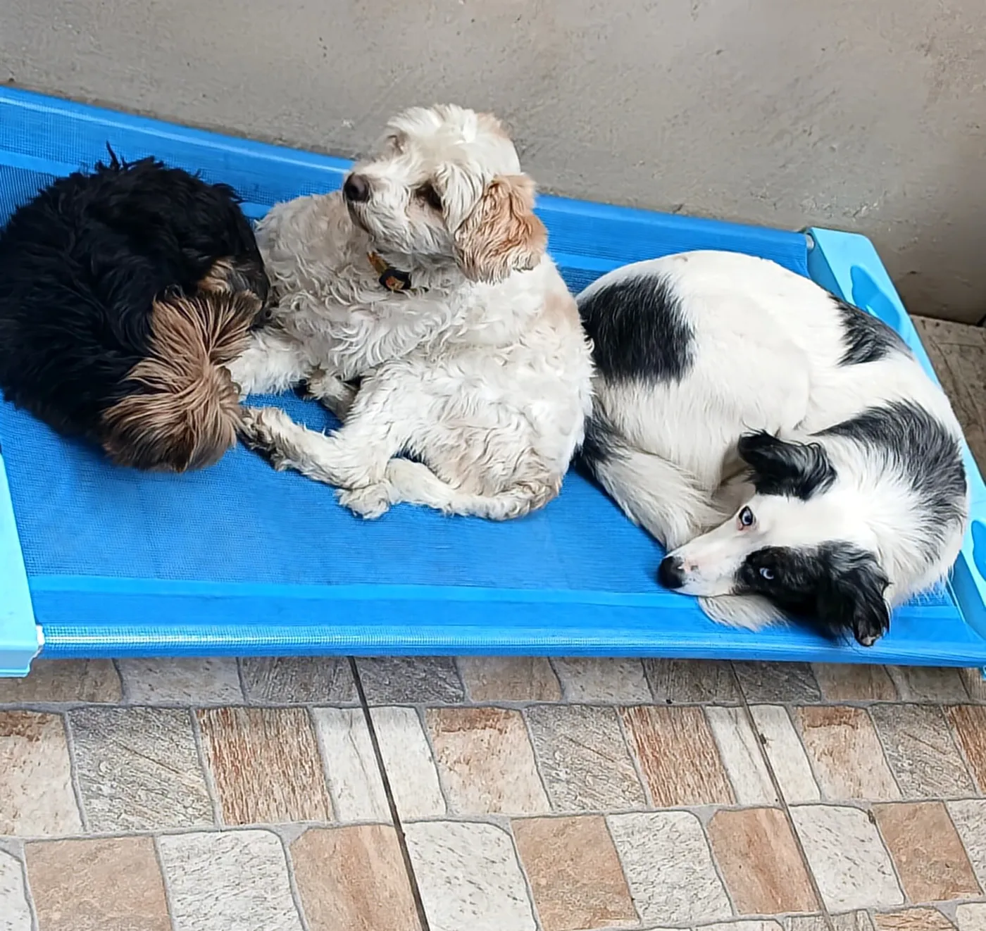 Três cães descansando juntos no hotel Pet Dojo