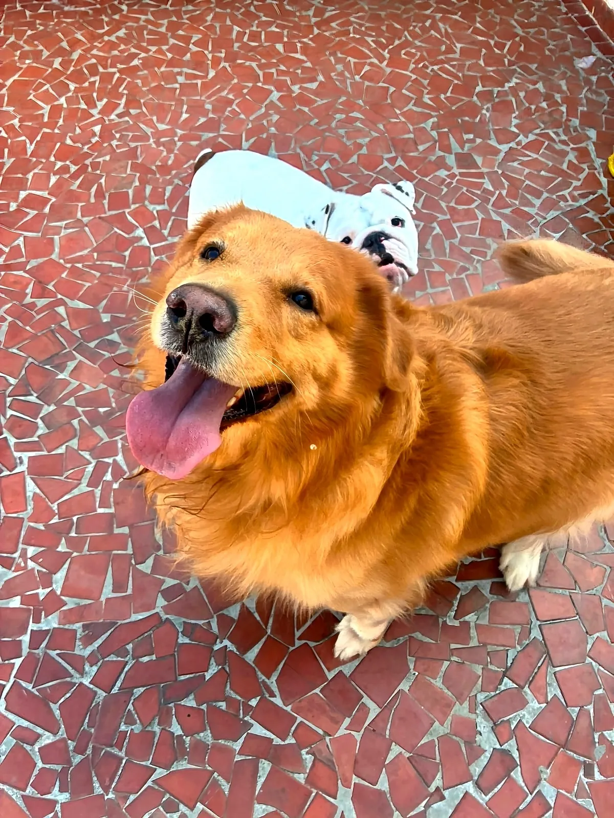 Golden retriever feliz na creche do Pet Dojo