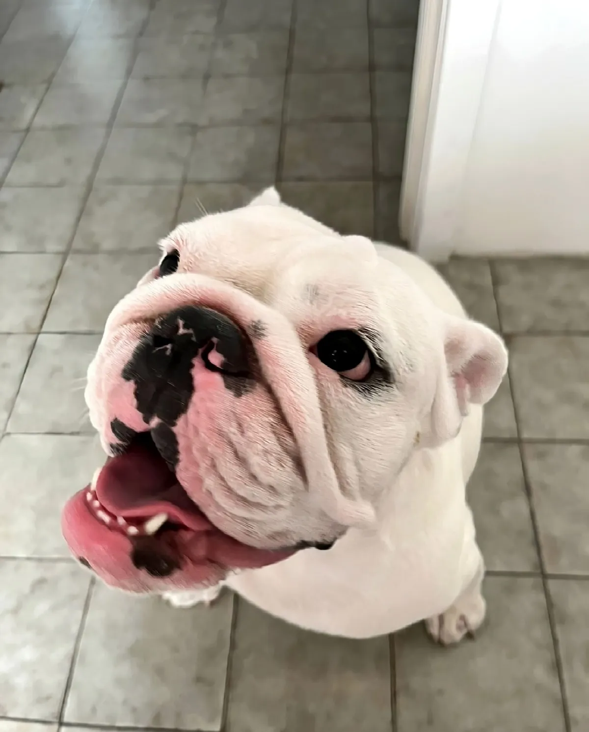 Buldogue relaxado no hotel Pet Dojo