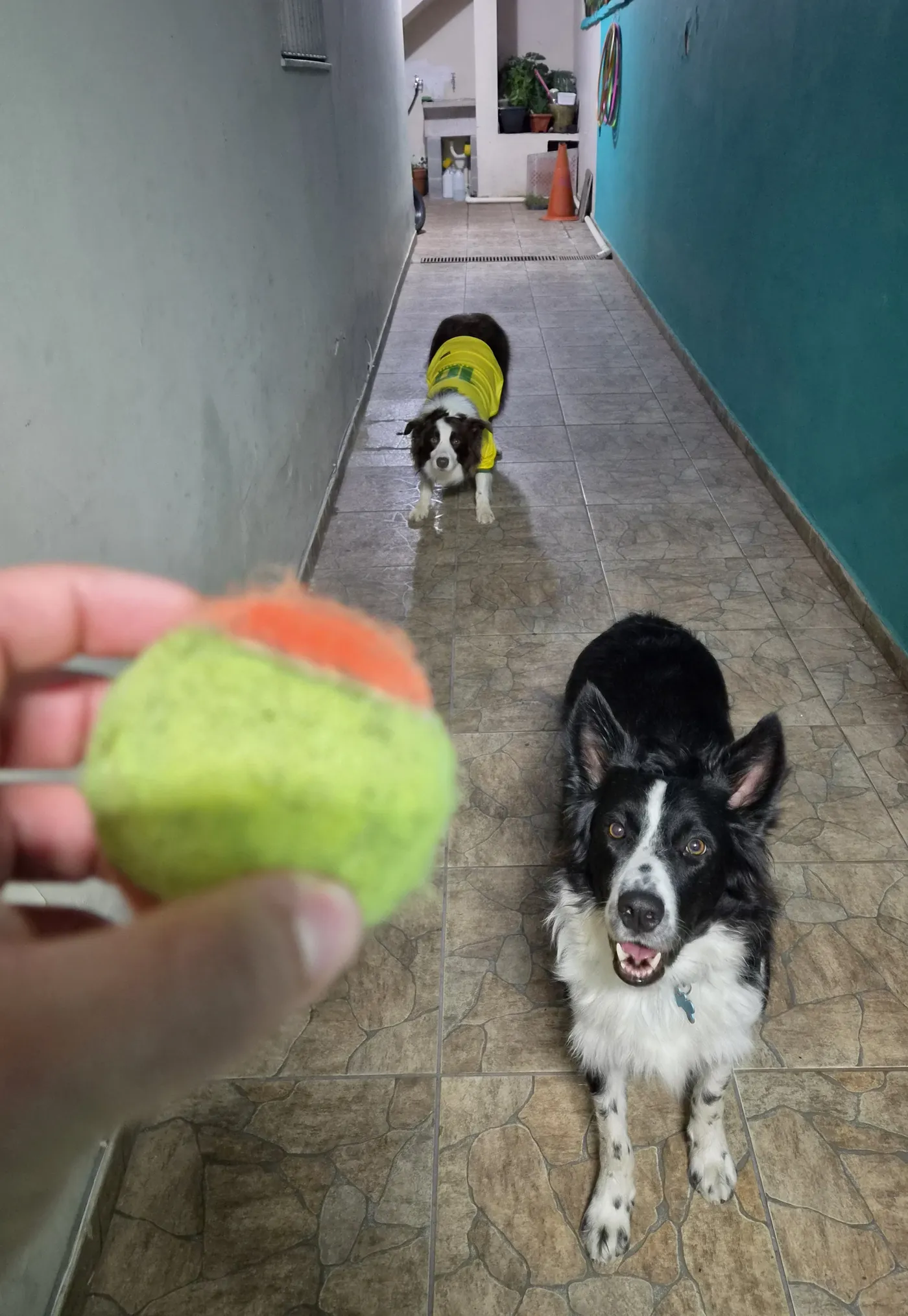 Cães socializando no corredor da creche do Pet Dojo