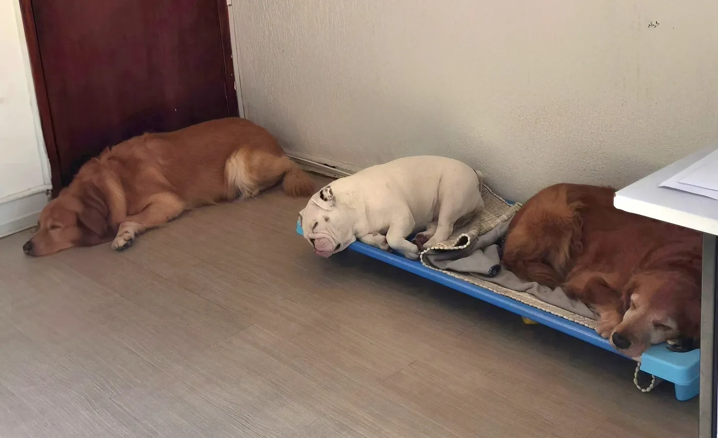 Cães dormindo tranquilos no hotel Pet Dojo